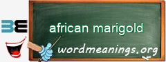 WordMeaning blackboard for african marigold